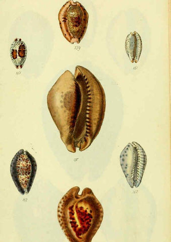 Reproducción/Reproduction 5977978469: The conchological illustrations or, Coloured figures of all the hitherto unfigured recent shells London :[s.n.] ;1832