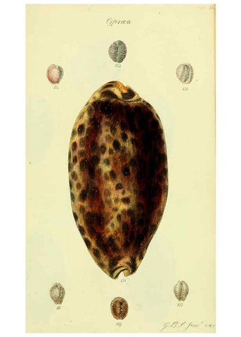 Reproducción/Reproduction 5978536330: The conchological illustrations or, Coloured figures of all the hitherto unfigured recent shells London :[s.n.] ;1832