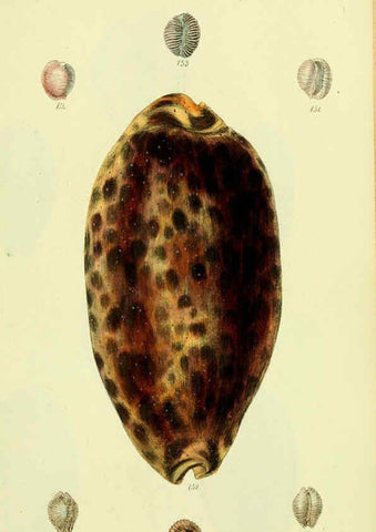 Reproducción/Reproduction 5978536330: The conchological illustrations or, Coloured figures of all the hitherto unfigured recent shells London :[s.n.] ;1832