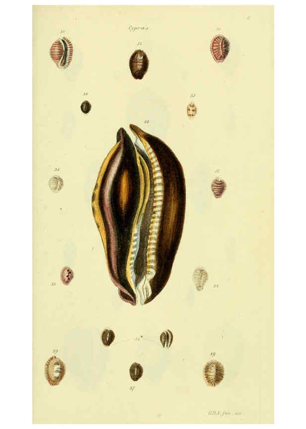 Reproducción/Reproduction 5978529186: The conchological illustrations or, Coloured figures of all the hitherto unfigured recent shells London :[s.n.] ;1832