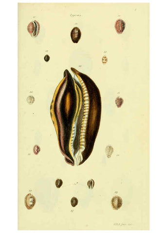 Reproducción/Reproduction 5978529186: The conchological illustrations or, Coloured figures of all the hitherto unfigured recent shells London :[s.n.] ;1832