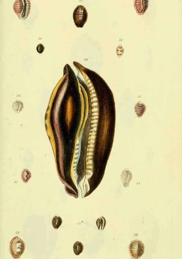Reproducción/Reproduction 5978529186: The conchological illustrations or, Coloured figures of all the hitherto unfigured recent shells London :[s.n.] ;1832