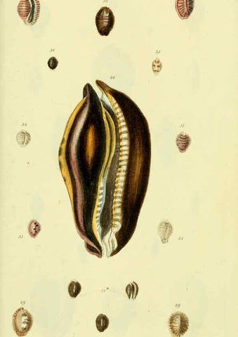 Reproducción/Reproduction 5978529186: The conchological illustrations or, Coloured figures of all the hitherto unfigured recent shells London :[s.n.] ;1832
