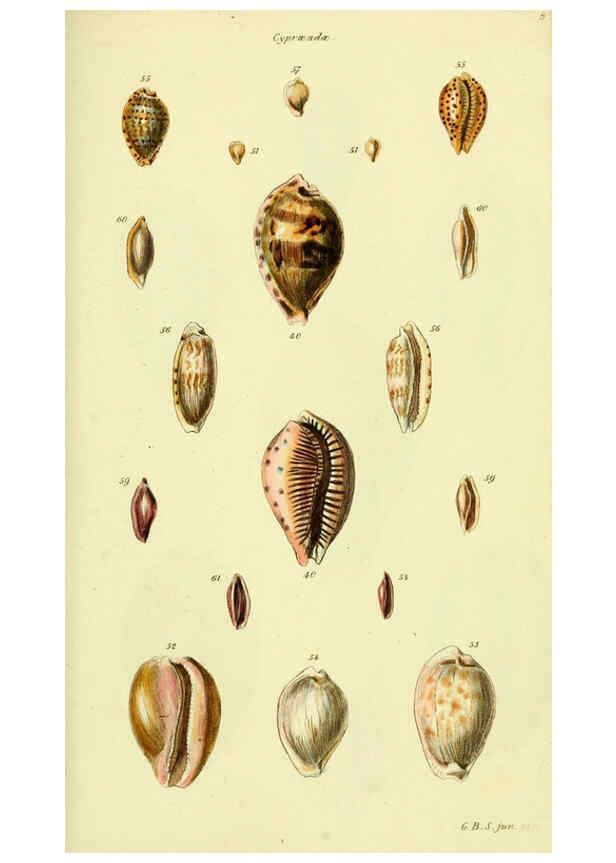 Reproducción/Reproduction 5978529432: The conchological illustrations or, Coloured figures of all the hitherto unfigured recent shells London :[s.n.] ;1832