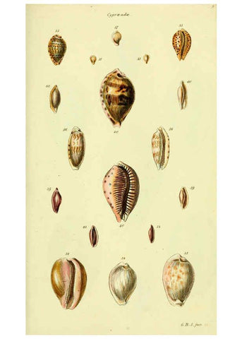 Reproducción/Reproduction 5978529432: The conchological illustrations or, Coloured figures of all the hitherto unfigured recent shells London :[s.n.] ;1832