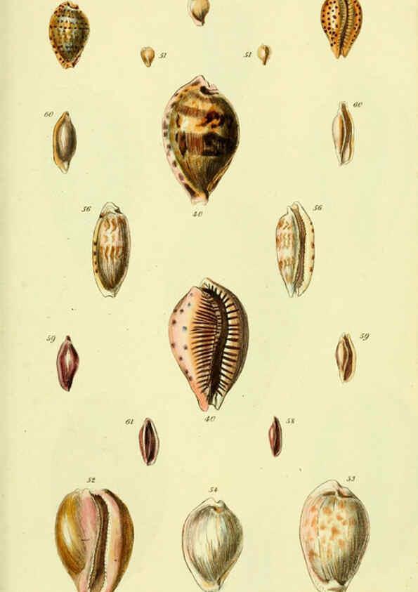 Reproducción/Reproduction 5978529432: The conchological illustrations or, Coloured figures of all the hitherto unfigured recent shells London :[s.n.] ;1832