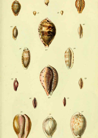 Reproducción/Reproduction 5978529432: The conchological illustrations or, Coloured figures of all the hitherto unfigured recent shells London :[s.n.] ;1832