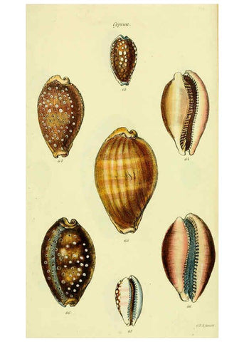 Reproducción/Reproduction 5977970827: The conchological illustrations or, Coloured figures of all the hitherto unfigured recent shells London :[s.n.] ;1832