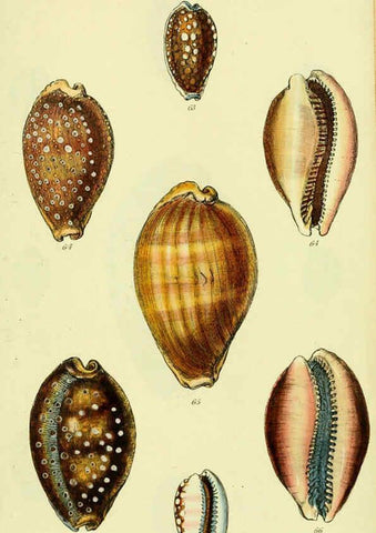 Reproducción/Reproduction 5977970827: The conchological illustrations or, Coloured figures of all the hitherto unfigured recent shells London :[s.n.] ;1832