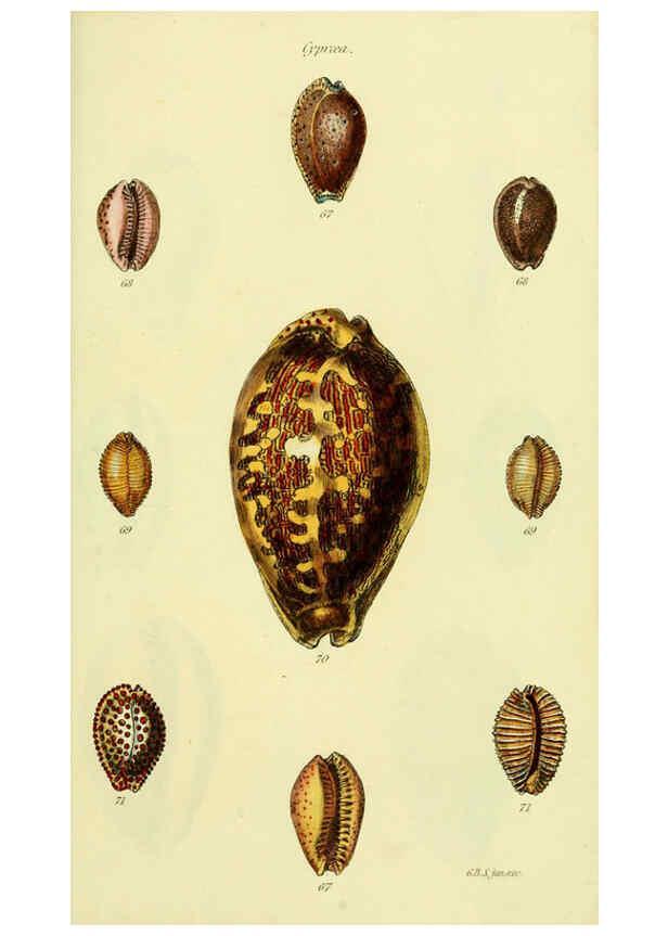 Reproducción/Reproduction 5978529932: The conchological illustrations or, Coloured figures of all the hitherto unfigured recent shells London :[s.n.] ;1832