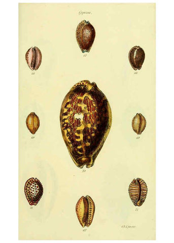 Reproducción/Reproduction 5978529932: The conchological illustrations or, Coloured figures of all the hitherto unfigured recent shells London :[s.n.] ;1832