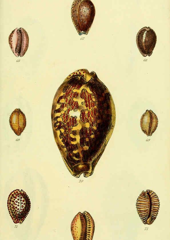 Reproducción/Reproduction 5978529932: The conchological illustrations or, Coloured figures of all the hitherto unfigured recent shells London :[s.n.] ;1832