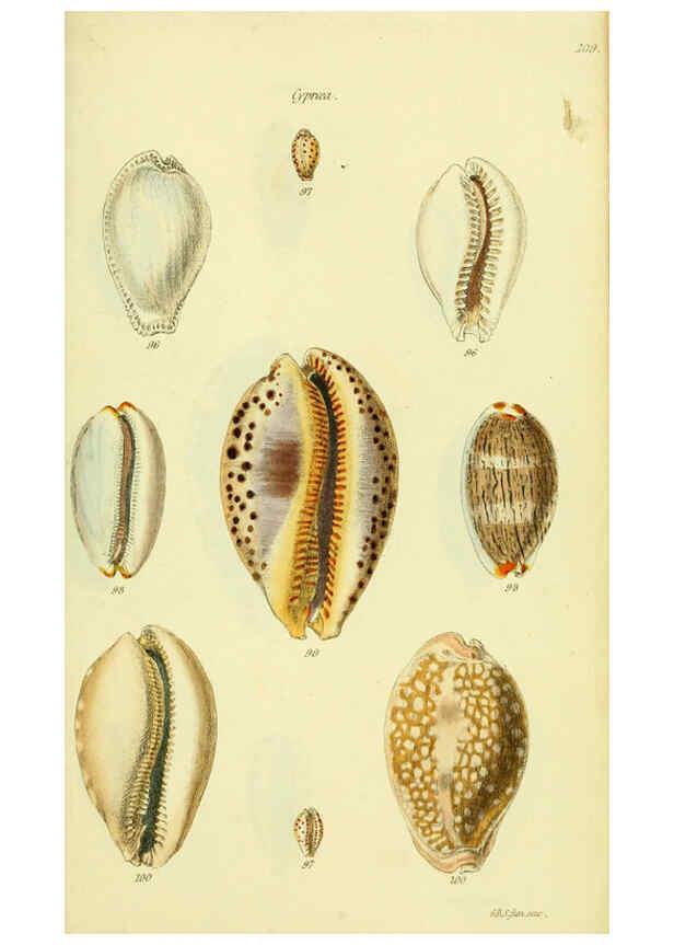 Reproducción/Reproduction 5978532316: The conchological illustrations or, Coloured figures of all the hitherto unfigured recent shells London :[s.n.] ;1832