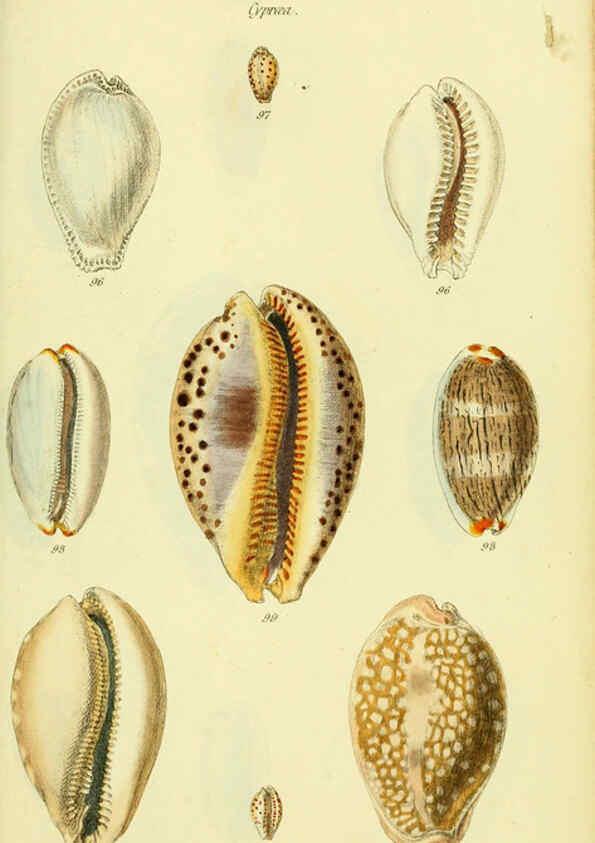 Reproducción/Reproduction 5978532316: The conchological illustrations or, Coloured figures of all the hitherto unfigured recent shells London :[s.n.] ;1832