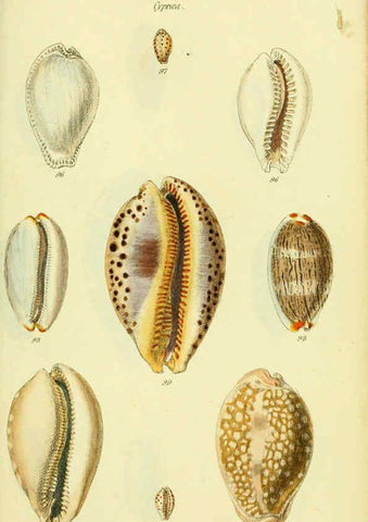 Reproducción/Reproduction 5978532316: The conchological illustrations or, Coloured figures of all the hitherto unfigured recent shells London :[s.n.] ;1832