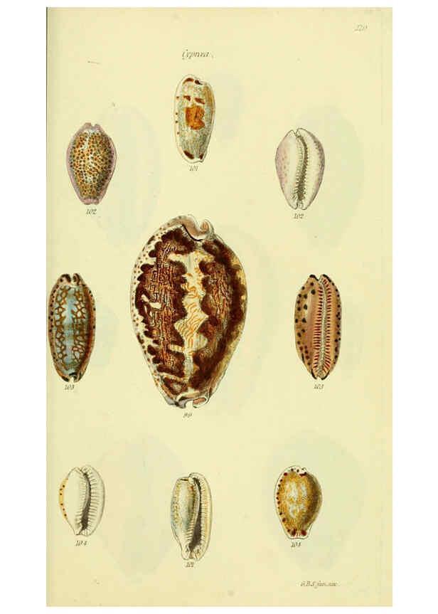 Reproducción/Reproduction 5977973933: The conchological illustrations or, Coloured figures of all the hitherto unfigured recent shells London :[s.n.] ;1832