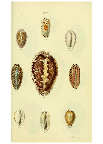 Reproducción/Reproduction 5977973933: The conchological illustrations or, Coloured figures of all the hitherto unfigured recent shells London :[s.n.] ;1832