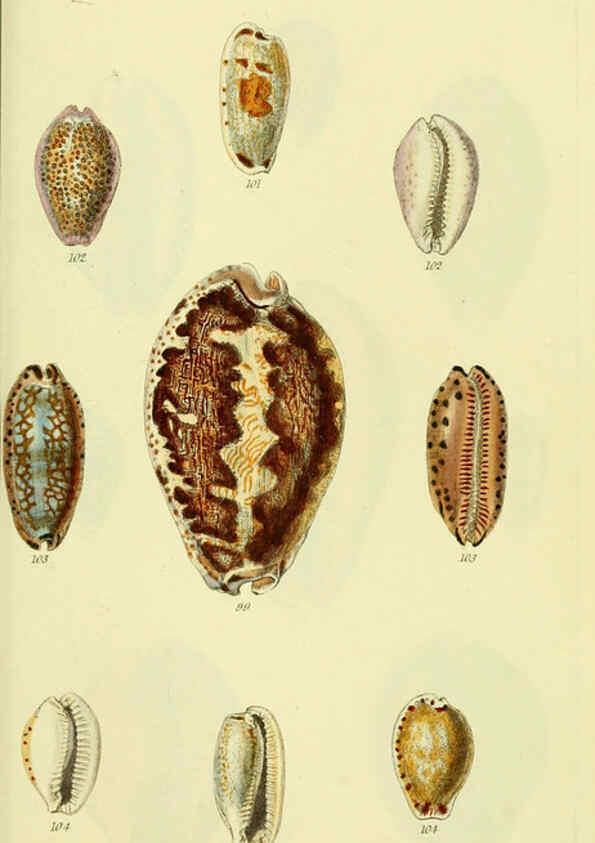 Reproducción/Reproduction 5977973933: The conchological illustrations or, Coloured figures of all the hitherto unfigured recent shells London :[s.n.] ;1832