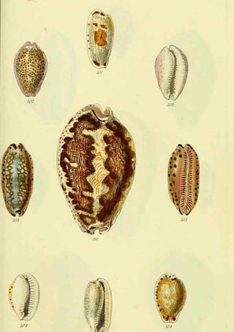 Reproducción/Reproduction 5977973933: The conchological illustrations or, Coloured figures of all the hitherto unfigured recent shells London :[s.n.] ;1832