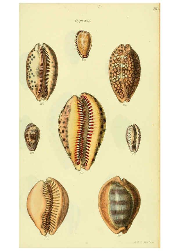 Reproducción/Reproduction 5977974349: The conchological illustrations or, Coloured figures of all the hitherto unfigured recent shells London :[s.n.] ;1832
