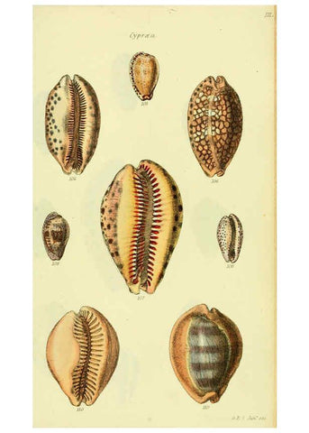 Reproducción/Reproduction 5977974349: The conchological illustrations or, Coloured figures of all the hitherto unfigured recent shells London :[s.n.] ;1832