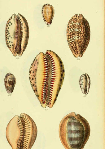 Reproducción/Reproduction 5977974349: The conchological illustrations or, Coloured figures of all the hitherto unfigured recent shells London :[s.n.] ;1832