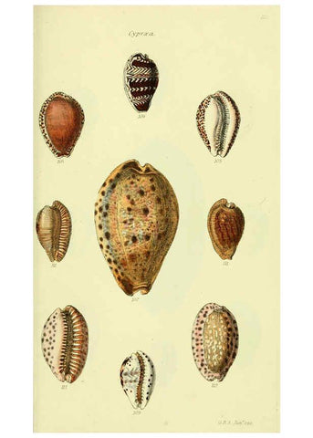 Reproducción/Reproduction 5977974615: The conchological illustrations or, Coloured figures of all the hitherto unfigured recent shells London :[s.n.] ;1832