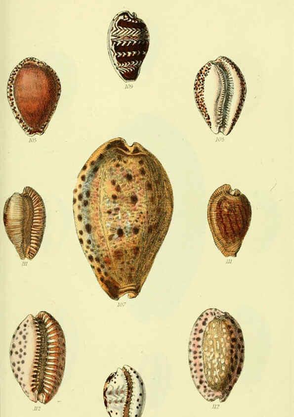 Reproducción/Reproduction 5977974615: The conchological illustrations or, Coloured figures of all the hitherto unfigured recent shells London :[s.n.] ;1832