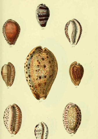 Reproducción/Reproduction 5977974615: The conchological illustrations or, Coloured figures of all the hitherto unfigured recent shells London :[s.n.] ;1832