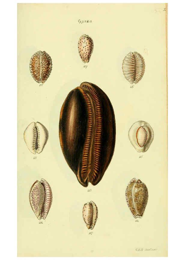 Reproducción/Reproduction 5977974889: The conchological illustrations or, Coloured figures of all the hitherto unfigured recent shells London :[s.n.] ;1832