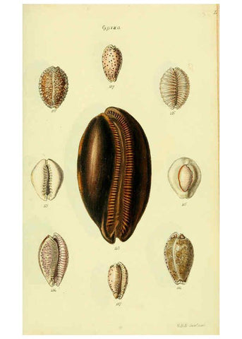 Reproducción/Reproduction 5977974889: The conchological illustrations or, Coloured figures of all the hitherto unfigured recent shells London :[s.n.] ;1832
