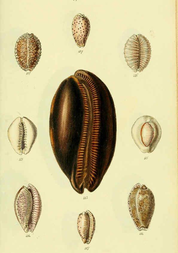 Reproducción/Reproduction 5977974889: The conchological illustrations or, Coloured figures of all the hitherto unfigured recent shells London :[s.n.] ;1832