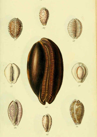 Reproducción/Reproduction 5977974889: The conchological illustrations or, Coloured figures of all the hitherto unfigured recent shells London :[s.n.] ;1832