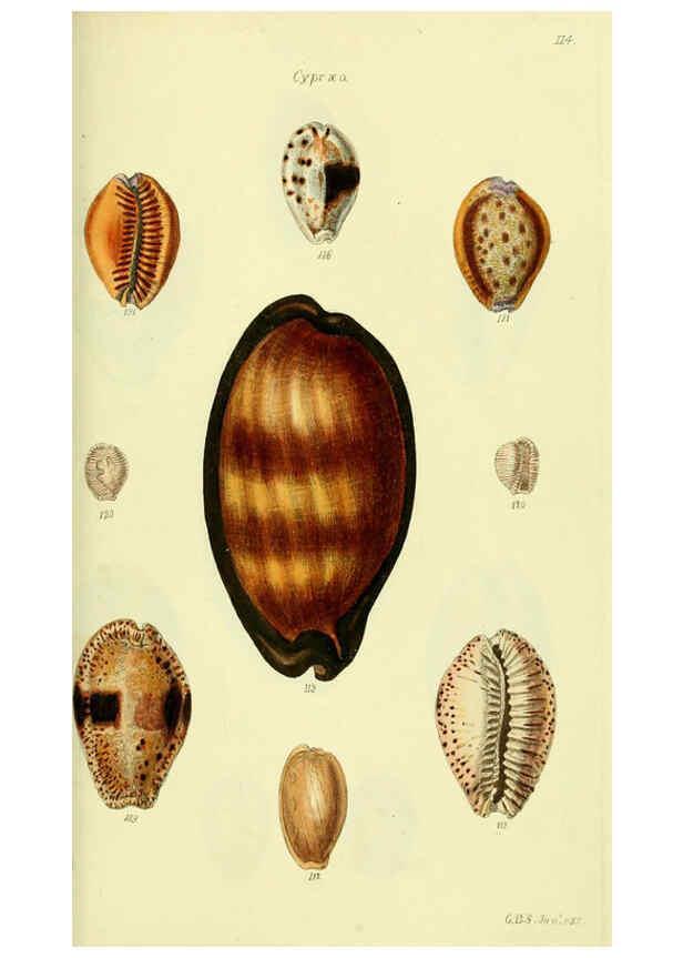 Reproducción/Reproduction 5978533824: The conchological illustrations or, Coloured figures of all the hitherto unfigured recent shells London :[s.n.] ;1832