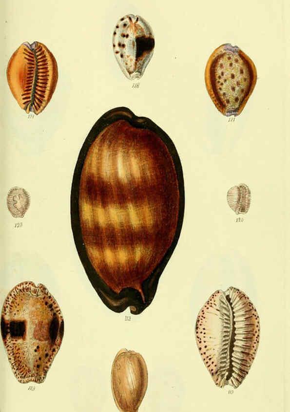Reproducción/Reproduction 5978533824: The conchological illustrations or, Coloured figures of all the hitherto unfigured recent shells London :[s.n.] ;1832