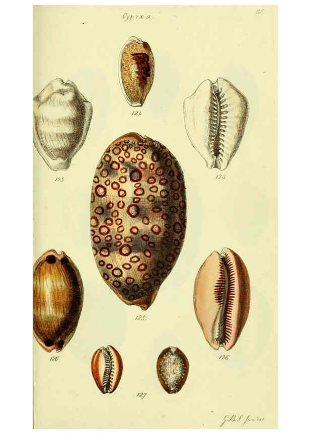 Reproducción/Reproduction 5978534078: The conchological illustrations or, Coloured figures of all the hitherto unfigured recent shells London :[s.n.] ;1832
