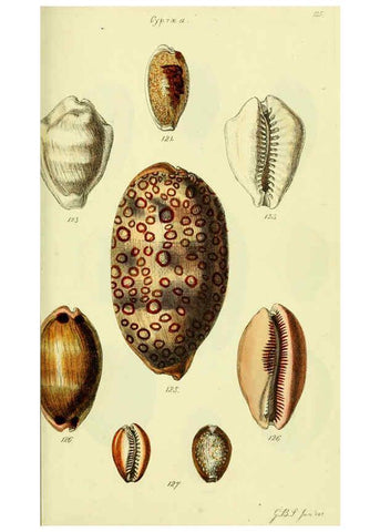 Reproducción/Reproduction 5978534078: The conchological illustrations or, Coloured figures of all the hitherto unfigured recent shells London :[s.n.] ;1832