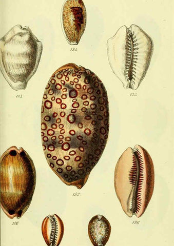 Reproducción/Reproduction 5978534078: The conchological illustrations or, Coloured figures of all the hitherto unfigured recent shells London :[s.n.] ;1832