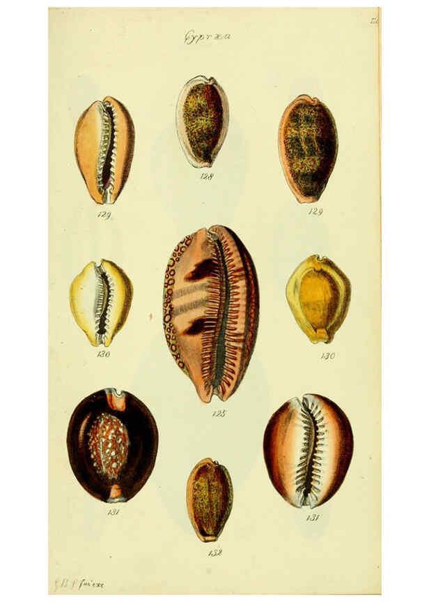 Reproducción/Reproduction 5977975895: The conchological illustrations or, Coloured figures of all the hitherto unfigured recent shells London :[s.n.] ;1832