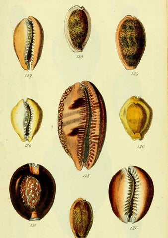 Reproducción/Reproduction 5977975895: The conchological illustrations or, Coloured figures of all the hitherto unfigured recent shells London :[s.n.] ;1832