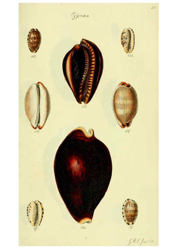 Reproducción/Reproduction 5977976175: The conchological illustrations or, Coloured figures of all the hitherto unfigured recent shells London :[s.n.] ;1832