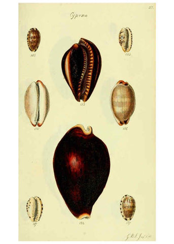 Reproducción/Reproduction 5977976175: The conchological illustrations or, Coloured figures of all the hitherto unfigured recent shells London :[s.n.] ;1832