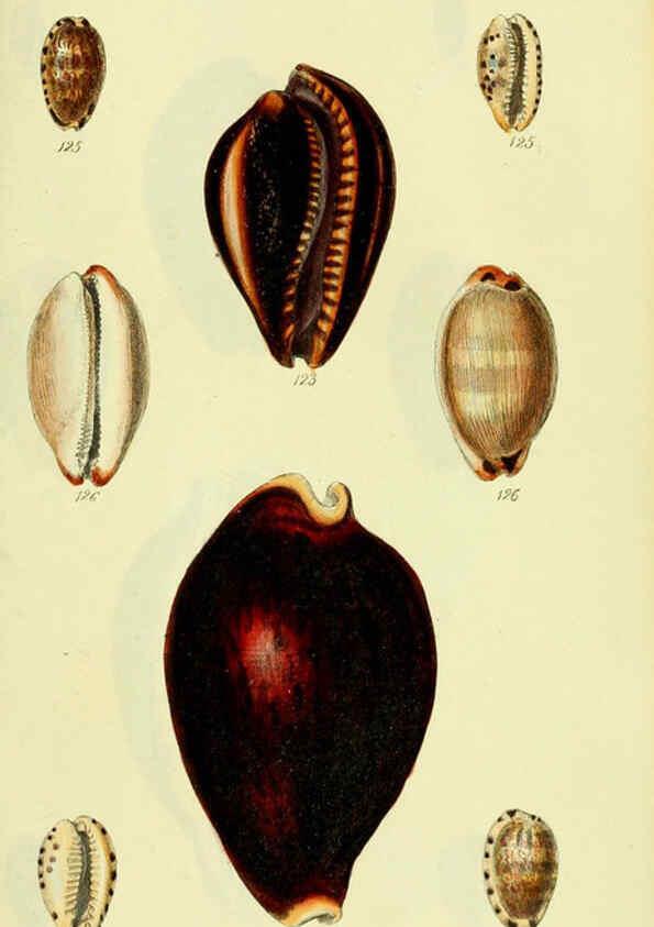 Reproducción/Reproduction 5977976175: The conchological illustrations or, Coloured figures of all the hitherto unfigured recent shells London :[s.n.] ;1832