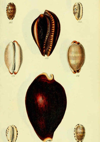 Reproducción/Reproduction 5977976175: The conchological illustrations or, Coloured figures of all the hitherto unfigured recent shells London :[s.n.] ;1832