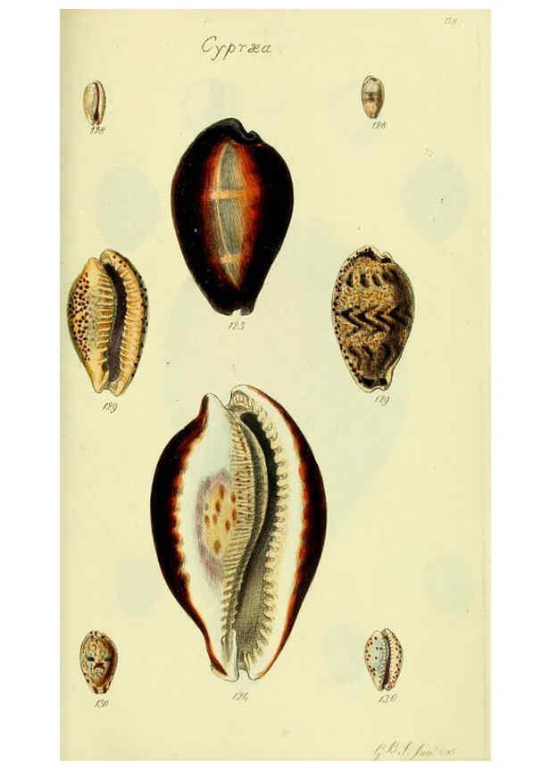 Reproducción/Reproduction 5978535054: The conchological illustrations or, Coloured figures of all the hitherto unfigured recent shells London :[s.n.] ;1832
