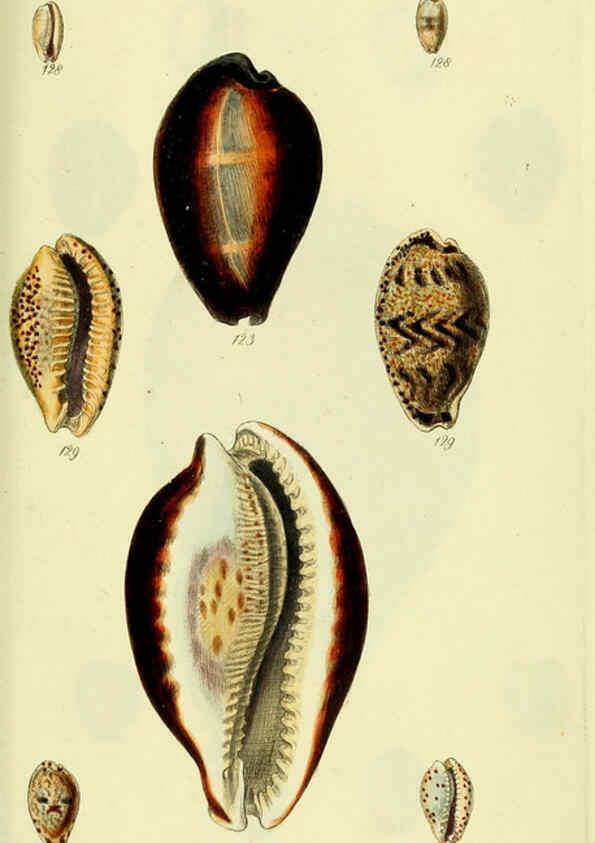 Reproducción/Reproduction 5978535054: The conchological illustrations or, Coloured figures of all the hitherto unfigured recent shells London :[s.n.] ;1832