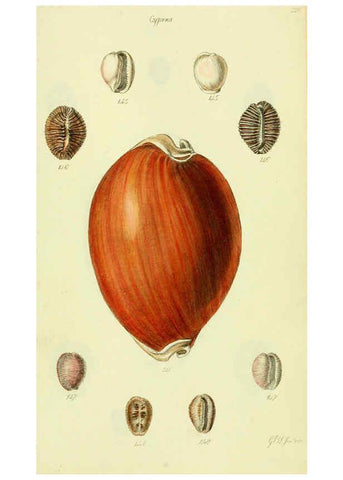 Reproducción/Reproduction 5978535324: The conchological illustrations or, Coloured figures of all the hitherto unfigured recent shells London :[s.n.] ;1832