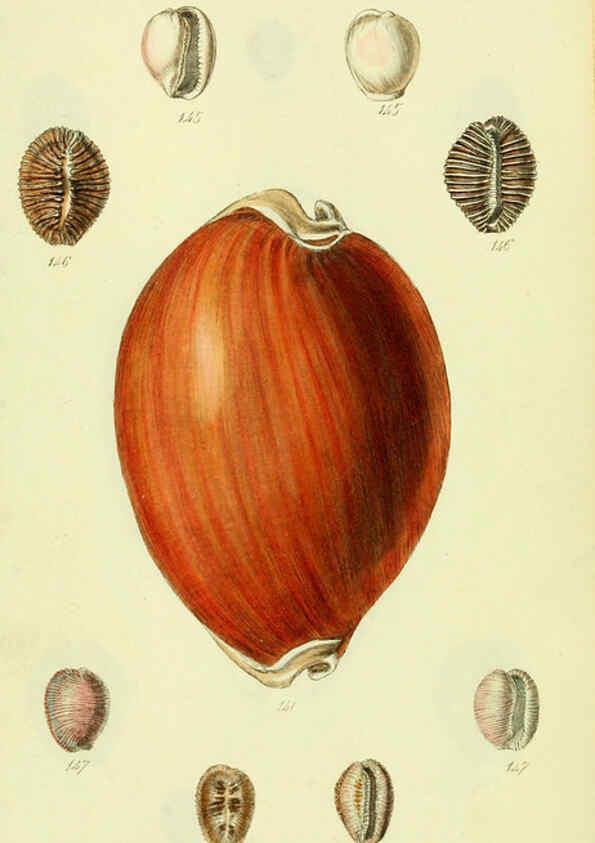 Reproducción/Reproduction 5978535324: The conchological illustrations or, Coloured figures of all the hitherto unfigured recent shells London :[s.n.] ;1832