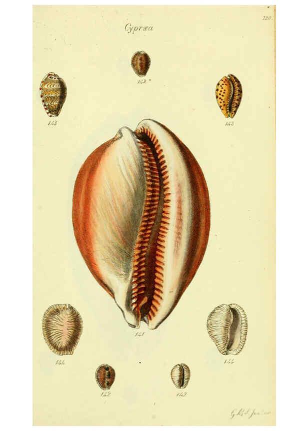 Reproducción/Reproduction 5977977183: The conchological illustrations or, Coloured figures of all the hitherto unfigured recent shells London :[s.n.] ;1832