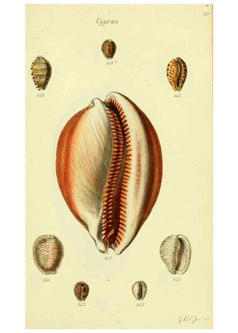 Reproducción/Reproduction 5977977183: The conchological illustrations or, Coloured figures of all the hitherto unfigured recent shells London :[s.n.] ;1832